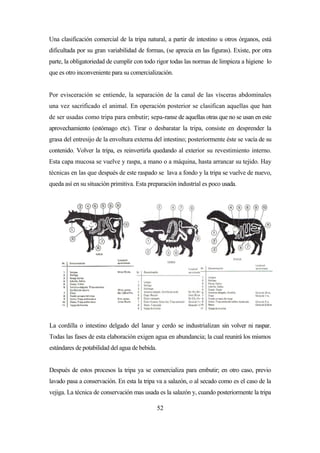 52
Una clasificación comercial de la tripa natural, a partir de intestino u otros órganos, está
dificultada por su gran variabilidad de formas, (se aprecia en las figuras). Existe, por otra
parte, la obligatoriedad de cumplir con todo rigor todas las normas de limpieza a higiene lo
que es otro inconveniente para su comercialización.
Por evisceración se entiende, la separación de la canal de las vísceras abdominales
una vez sacrificado el animal. En operación posterior se clasifican aquellas que han
de ser usadas como tripa para embutir; sepa-ranse de aquellas otras que no se usan en este
aprovechamiento (estómago etc). Tirar o desbaratar la tripa, consiste en desprender la
grasa del entresijo de la envoltura externa del intestino; posteriormente éste se vacía de su
contenido. Volver la tripa, es reinvertirla quedando al exterior su revestimiento interno.
Esta capa mucosa se vuelve y raspa, a mano o a máquina, hasta arrancar su tejido. Hay
técnicas en las que después de este raspado se lava a fondo y la tripa se vuelve de nuevo,
queda así en su situación primitiva. Esta preparación industrial es poco usada.
La cordilla o intestino delgado del lanar y cerdo se industrializan sin volver ni raspar.
Todas las fases de esta elaboración exigen agua en abundancia; la cual reunirá los mismos
estándares de potabilidad del agua de bebida.
Después de estos procesos la tripa ya se comercializa para embutir; en otro caso, previo
lavado pasa a conservación. En esta la tripa va a salazón, o al secado como es el caso de la
vejiga. La técnica de conservación mas usada es la salazón y, cuando posteriormente la tripa
 