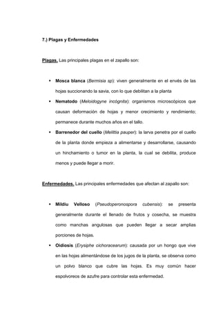 7.) Plagas y Enfermedades



Plagas. Las principales plagas en el zapallo son:



      Mosca blanca (Bermisia sp): viven generalmente en el envés de las

      hojas succionando la savia, con lo que debilitan a la planta

      Nematodo (Meloidogyne incógnita): organismos microscópicos que

      causan deformación de hojas y menor crecimiento y rendimiento;

      permanece durante muchos años en el tallo.

      Barrenedor del cuello (Melittia pauper): la larva penetra por el cuello

      de la planta donde empieza a alimentarse y desarrollarse, causando

      un hinchamiento o tumor en la planta, la cual se debilita, produce

      menos y puede llegar a morir.



Enfermedades. Las principales enfermedades que afectan al zapallo son:



      Mildiu    Velloso     (Pseudoperonospora      cubensis):   se   presenta

      generalmente durante el llenado de frutos y cosecha, se muestra

      como manchas angulosas que pueden llegar a secar amplias

      porciones de hojas.

      Oidiosis (Erysiphe cichoracearum): causada por un hongo que vive

      en las hojas alimentándose de los jugos de la planta, se observa como

      un polvo blanco que cubre las hojas. Es muy común hacer

      espolvoreos de azufre para controlar esta enfermedad.
 