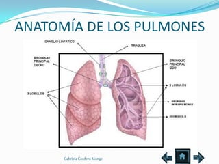 ANATOMÍA DE LOS PULMONES




      Gabriela Cordero Monge
 