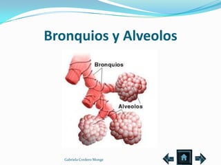 Bronquios y Alveolos




   Gabriela Cordero Monge
 