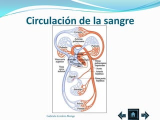 Circulación de la sangre




    Gabriela Cordero Monge
 