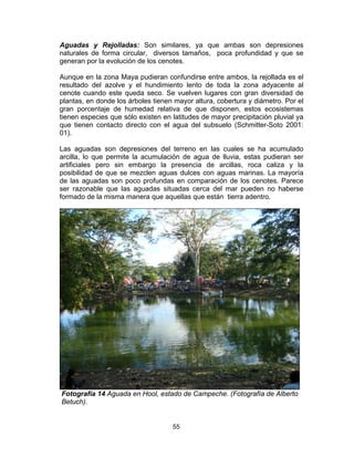 55
Aguadas y Rejolladas: Son similares, ya que ambas son depresiones
naturales de forma circular, diversos tamaños, poca profundidad y que se
generan por la evolución de los cenotes.
Aunque en la zona Maya pudieran confundirse entre ambos, la rejollada es el
resultado del azolve y el hundimiento lento de toda la zona adyacente al
cenote cuando este queda seco. Se vuelven lugares con gran diversidad de
plantas, en donde los árboles tienen mayor altura, cobertura y diámetro. Por el
gran porcentaje de humedad relativa de que disponen, estos ecosistemas
tienen especies que sólo existen en latitudes de mayor precipitación pluvial ya
que tienen contacto directo con el agua del subsuelo (Schmitter-Soto 2001:
01).
Las aguadas son depresiones del terreno en las cuales se ha acumulado
arcilla, lo que permite la acumulación de agua de lluvia, estas pudieran ser
artificiales pero sin embargo la presencia de arcillas, roca caliza y la
posibilidad de que se mezclen aguas dulces con aguas marinas. La mayoría
de las aguadas son poco profundas en comparación de los cenotes. Parece
ser razonable que las aguadas situadas cerca del mar pueden no haberse
formado de la misma manera que aquellas que están tierra adentro.
Fotografía 14 Aguada en Hool, estado de Campeche. (Fotografía de Alberto
Betuch).
 