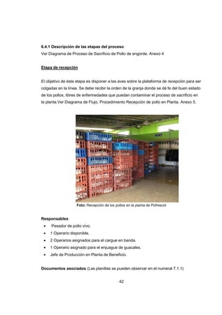 42
6.4.1 Descripción de las etapas del proceso
Ver Diagrama de Proceso de Sacrificio de Pollo de engorde. Anexo 4
Etapa de recepción
El objetivo de ésta etapa es disponer a las aves sobre la plataforma de recepción para ser
colgadas en la línea. Se debe recibir la orden de la granja donde se dé fe del buen estado
de los pollos, libres de enfermedades que puedan contaminar el proceso de sacrificio en
la planta.Ver Diagrama de Flujo. Procedimiento Recepción de pollo en Planta. Anexo 5.
Foto: Recepción de los pollos en la planta de Pofrescol
Responsables
• Pesador de pollo vivo.
• 1 Operario disponible.
• 2 Operarios asignados para el cargue en banda.
• 1 Operario asignado para el enjuague de guacales.
• Jefe de Producción en Planta de Beneficio.
Documentos asociados (Las planillas se pueden observar en el numeral 7.1.1)
 