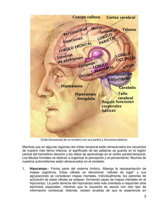 5
Corte transversal de un cerebro con sus partes y funciones básicas.
Mientras que en algunas regiones del córtex temporal están almacenados los recuerdos
de nuestra más tierna infancia, el significado de las palabras se guarda en la región
central del hemisferio derecho y los datos de aprendizaje en el córtex parieto-temporal.
Los lóbulos frontales se dedican a organizar la percepción y el pensamiento. Muchos de
nuestros automatismos están almacenados en el cerebelo.
1. Hipocampo.- Forma parte del sistema límbico. Alberga la representación de
mapas cognitivos. Estas células se denominan “células de lugar” y sus
agrupaciones se consideran mapas mentales. Individualmente, los patrones de
activación de estas células se solapan, formando capas de mapas mentales en el
hipocampo. La parte derecha del hipocampo está más orientada a responder ante
estímulos espaciales, mientras que la izquierda se asocia con otro tipo de
información contextual. Además, existen pruebas de que la experiencia en
 