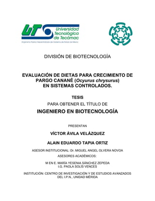 DIVISIÓN DE BIOTECNOLOGÍA
EVALUACIÓN DE DIETAS PARA CRECIMIENTO DE
PARGO CANANÉ (Ocyurus chrysurus)
EN SISTEMAS CONTROLADOS.
TESIS
PARA OBTENER EL TÍTULO DE
INGENIERO EN BIOTECNOLOGÍA
PRESENTAN
VÍCTOR ÁVILA VELÁZQUEZ
ALAIN EDUARDO TAPIA ORTIZ
ASESOR INSTITUCIONAL: Dr. MIGUEL ANGEL OLVERA NOVOA
ASESORES ACADÉMICOS:
M EN E. MARÍA YESENIA SÁNCHEZ ZEPEDA
I.G. PAOLA SOLÍS VENCES
INSTITUCIÓN: CENTRO DE INVESTIGACIÓN Y DE ESTUDIOS AVANZADOS
DEL I.P.N., UNIDAD MÉRIDA
 