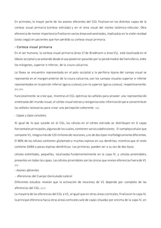 En primates, la mayor parte de los axones eferentes del CGL finalizan en las distintas capas de la
corteza visual primaria (corteza estriada) y en el área visual del núcleo talámico reticular. Otra
eferencia de menor importancia finaliza en varias áreas extraestriadas, implicadas en la visión residual
(vista ciega) en pacientes que han perdido su corteza visual primaria.
- Corteza visual primaria
En el ser humano, la corteza visual primaria (área 17 de Brodmann o área V1), está localizada en el
lóbulo occipital y se extiende desde el asa posterior pasando por la pared medial del hemisferio, entre
los márgenes, superior e inferior, de la cisura calcarina.
La fóvea se encuentra representada en el polo occipital y la periferia lejana del campo visual se
representa en el margen anterior de la cisura calcarina, con los campos visuales superior e inferior
representados en la porción inferior (gyrus cuneus) y en la superior (gyrus cuneus), respectivamente.
(91), (45)
Funcionalmente se cree que, mientras el CGL optimiza las señales para proveer una representación
sintetizada del mundo visual, el córtex visual extrae y reorganiza esta información para convertirla en
las señales necesarias para crear una percepción coherente. (24)
- Capas y tipos celulares.
Al igual de lo que sucede en el CGL, las células en el córtex estriado se distribuyen en 6 capas
horizontales principales,algunasde las cuales,contienen variassubdivisiones. El complejocelular que
compone V1, integra másde120 millonesde neuronas, y es de dos tipos morfológicamentediferentes.
El 80% de las células contienen glutamato y muchas espinas en sus dendritas, mientras que el resto
contiene GABA y pocas espinas dendríticas. Las primeras, pueden ser a su vez de dos tipos:
células estrelladas, pequeñas, localizadas fundamentalmente en la capa IV, y células piramidales,
presentes en todas las capas. Las células piramidales son las únicas que envían eferencias fuera de V1.
(25)
- Axones aferentes
.- Aferencias del Cuerpo Geniculado Lateral
Diferentes estudios revelan que la activación de neuronas de V1 depende por completo de las
aferencias del CGL.(127).
La mayoría de las aferencias del CGL a V1, al igual que en otras áreas corticales, finaliza en la capa IV;
la principal eferencia hacia otras áreas corticales sale de capas situadas por encima de la capa IV, en
 