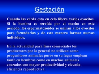 En la actualidad para fines comerciales los
productores por lo general no utilizan como
progenitores animales puros en su lugar emplean
tanto en hembras como en machos animales
cruzados con mayor productividad y elevada
eficiencia reproductiva.
Cuando las cerda esta en celo libera varios ovocitos.
Si la hembra es servida por el macho en este
periodo, los espermatozoides se unirán a los ovocitos
para fecundarlos y de esta manera formar nuevos
individuos.
 