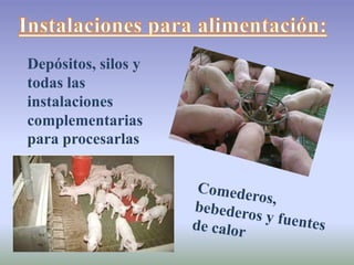 Depósitos, silos y
todas las
instalaciones
complementarias
para procesarlas
 