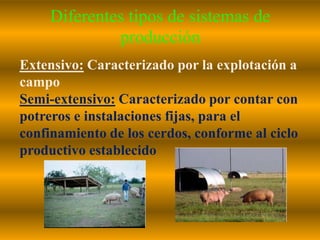 Diferentes tipos de sistemas de
producción
Extensivo: Caracterizado por la explotación a
campo
Semi-extensivo: Caracterizado por contar con
potreros e instalaciones fijas, para el
confinamiento de los cerdos, conforme al ciclo
productivo establecido
 
