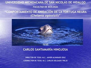 UNIVERSIDAD MICHOACANA DE SAN NICOLÁS DE HIDALGO
FACULTAD DE BIOLOGÍA
“COMPORTAMIENTO DE ANIDACIÓN DE LA TORTUGA NEGRA
(Chelonia agassizii)”
TESIS
CARLOS SANTAMARÍA HINOJOSA
DIRECTOR DE TESIS: M.C. JAVIER ALVARADO DÍAZ
CODIRECTOR DE TESIS: M.C. CARLOS DELGADO TREJO
 