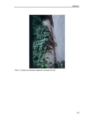 ANEXOS
Foto 11. Cimacio con bastante vegetación. Embalse “El Cují”.
135
 