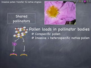 Effects on plant-pollination networks
Carpobrotus aff. acinaciformis
I C
 