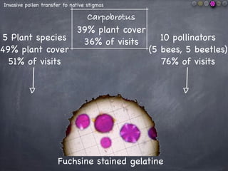 Oxythyrea funestaCistus albidus
Invasive pollen transfer to native stigmas
I C
 
