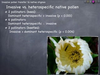 All stigmas were covered
by pollen
Average: 2 pollen species
per stigma
Invasive pollen transfer to native stigmas
36% inv...