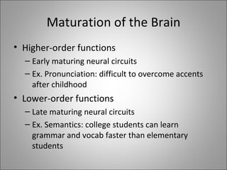 Maturation of the Brain Higher-order functions Early maturing neural circuits Ex. Pronunciation: difficult to overcome accents after childhood Lower-order functions Late maturing neural circuits Ex. Semantics: college students can learn grammar and vocab faster than elementary students