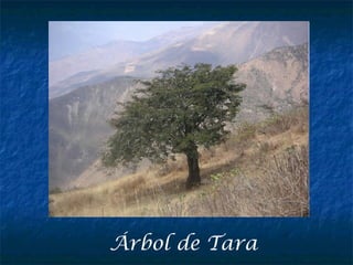 Árbol de Tara
