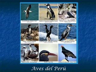 Aves del Perú