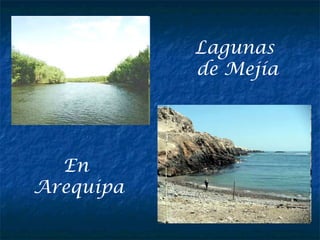 Lagunas
de Mejía
En
Arequipa