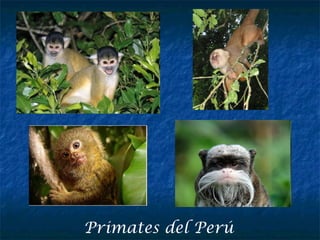 Primates del Perú