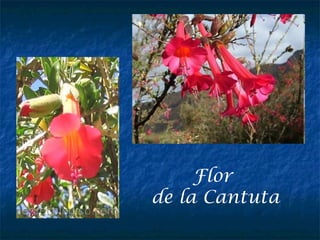 Flor
de la Cantuta