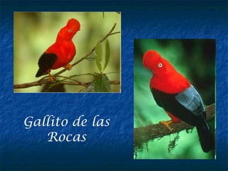 Gallito de las
Rocas