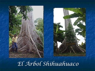 El Árbol Shihuahuaco