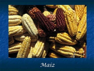 Maíz