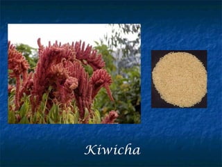 Kiwicha