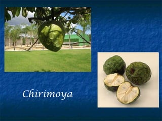 Chirimoya