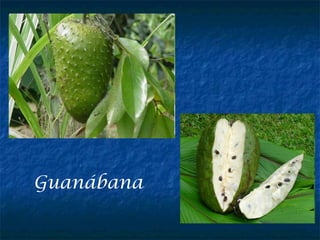 Guanábana