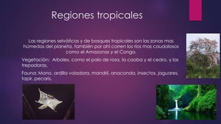 Regiones tropicales
Las regiones selváticas y de bosques tropicales son las zonas mas
húmedas del planeta, también por ahí corren los ríos mas caudalosos
como el Amazonas y el Congo.
Vegetación: Arboles, como el palo de rosa, la caoba y el cedro, y las
trepadoras.
Fauna: Mono, ardilla voladora, mandril, anaconda, insectos, jaguares,
tapir, pecaris,
 
