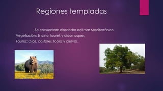 Regiones templadas
Se encuentran alrededor del mar Mediterráneo.
Vegetación: Encino, laurel, y alcornoque.
Fauna: Osos, castores, lobos y ciervos.
 