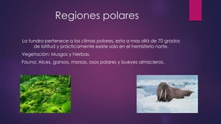 Regiones polares
La tundra pertenece a los climas polares, esta a mas allá de 70 grados
de latitud y prácticamente existe solo en el hemisferio norte.
Vegetación: Musgos y hierbas.
Fauna: Alces, gansos, morsas, osos polares y bueyes almizcleros.
 