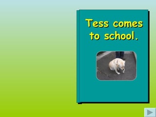 Tess comes to school. 