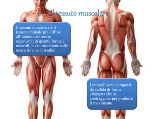 Il tessuto muscolare
Il tessuto muscolare è il
tessuto animale più diffuso
all’interno del nostro
organismo in quanto forma i
muscoli, la cui inserzione sulle
ossa è dovuta ai tendini.
I muscoli sono composti
da cellule di forma
allungata che si
contraggono per produrre
il movimento.
 