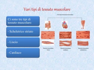 Vari tipi di tessuto muscolare
Ci sono tre tipi di
tessuto muscolare:
- Scheletrico striato
- Liscio
- Cardiaco
 