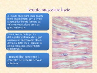 Tessuto muscolare liscio
Il tessuto muscolare liscio riveste
molti organi interni cavi e i vasi
sanguigni; è inoltre formato da
cellule mononucleate unite da
giunzioni serrate.
Esso è così definito per via
dell’aspetto uniforme che si può
osservare al microscopio ottico,
dovuto al fatto che i filamenti di
actina e miosina sono ordinati
regolarmente.
I muscoli lisci sono sotto il
controllo del sistema nervoso
autonomo.
 