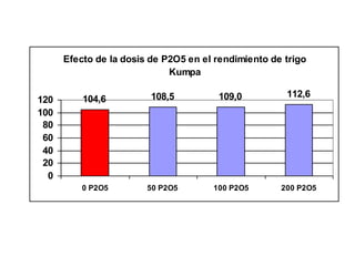 Efecto de la dosis de P2O5 en el rendimiento de trigo
                             Kumpa

                         108,5         109,0          112,6
120       104,6
100
 80
 60
 40
 20
  0
          0 P2O5        50 P2O5       100 P2O5       200 P2O5
 