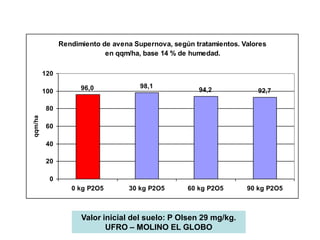 Rendimiento de avena Supernova, según tratamientos. Valores
                            en qqm/ha, base 14 % de humedad.

         120

                     96,0             98,1
         100                                          94,2             92,7

          80
qqm/ha




          60

          40

          20

           0
                  0 kg P2O5       30 kg P2O5       60 kg P2O5       90 kg P2O5



                     Valor inicial del suelo: P Olsen 29 mg/kg.
                            UFRO – MOLINO EL GLOBO
 