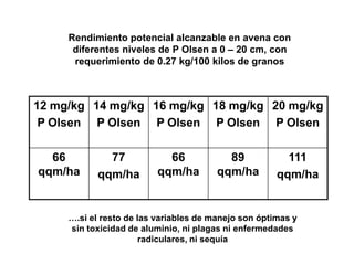 Rendimiento potencial alcanzable en avena con
      diferentes niveles de P Olsen a 0 – 20 cm, con
      requerimiento de 0.27 kg/100 kilos de granos



12 mg/kg 14 mg/kg 16 mg/kg 18 mg/kg 20 mg/kg
 P Olsen P Olsen P Olsen P Olsen P Olsen

  66         77             66            89            111
qqm/ha     qqm/ha         qqm/ha        qqm/ha        qqm/ha


     ….si el resto de las variables de manejo son óptimas y
     sin toxicidad de aluminio, ni plagas ni enfermedades
                       radiculares, ni sequía
 