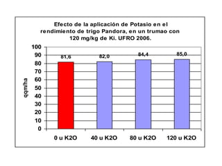 Efecto de la aplicación de Potasio en el
           rendimiento de trigo Pandora, en un trumao con
                    120 mg/kg de Ki. UFRO 2006.
         100
          90                  82,0         84,4         85,0
                 81,6
          80
          70
          60
qqm/ha




          50
          40
          30
          20
          10
           0
               0 u K2O     40 u K2O     80 u K2O    120 u K2O
 