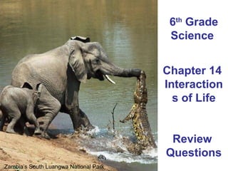 6 th  Grade Science  Chapter 14  Interactions of Life Review  Questions Zambia’s South Luangwa National Park  