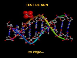 TEST DE ADN
un viaje...
 