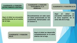 CUADRANTE 4- POSICIÓN
ESTRICTAMENTE CENTRAL:
Aquí el árbol se encuentra
perfectamente en el centro
de la hoja.
CUADRANTE 5- POSICIÓN
TOTALMENTE A LA
DERECHA:
CUADRANTE 6- POSICIÓN ALTA:
CUADRANTE 7- POSICIÓN
BAJA:
Encontraremos en este caso
un árbol posicionado en los
cuadrantes demarcados con
el número 5.
Aquí el árbol se
encuentra totalmente en
la zona superior, en la
zona alta de la hoja.
Aquí el árbol se desarrolla
completamente en la zona
inferior de la hoja.
 