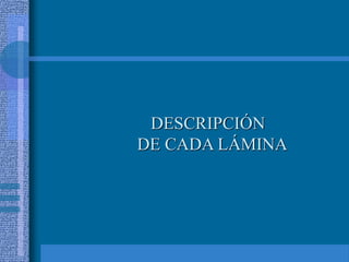 DESCRIPCIÓN
DE CADA LÁMINA
 