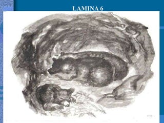 LAMINA 6
 