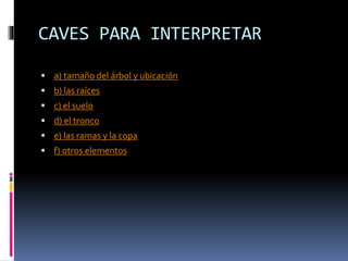 CAVES PARA INTERPRETAR
 a) tamaño del árbol y ubicación
 b) las raíces
 c) el suelo
 d) el tronco
 e) las ramas y la copa
 f) otros elementos
 