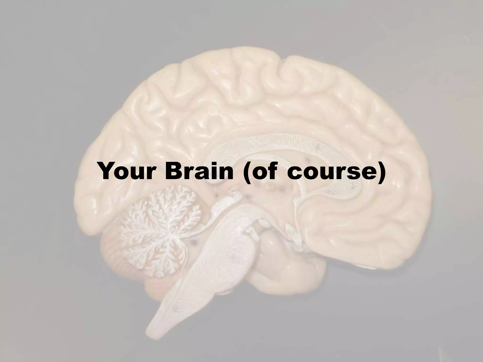 Your Brain (of course)