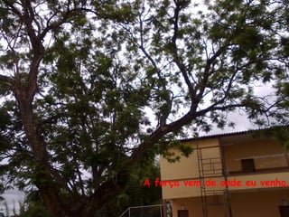 A força vem de onde eu venho,
 