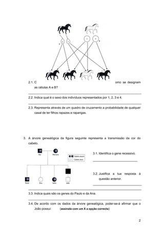 Teste 2º PeríOdo Hereditariedade